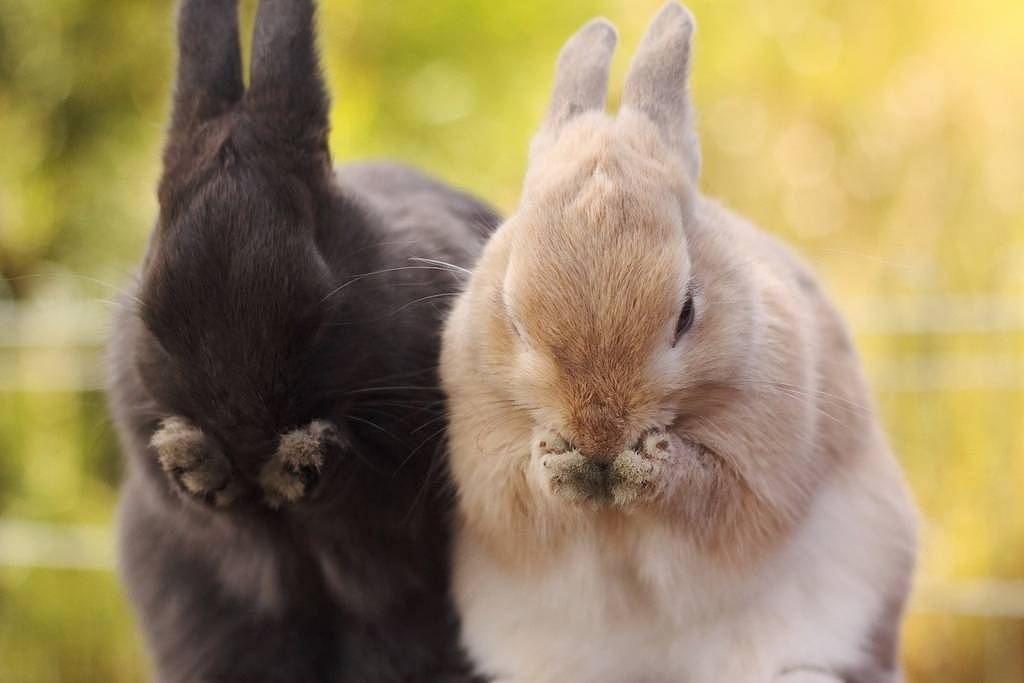 养兔经验：兔子口腔溃疡严重怎么办 - 1