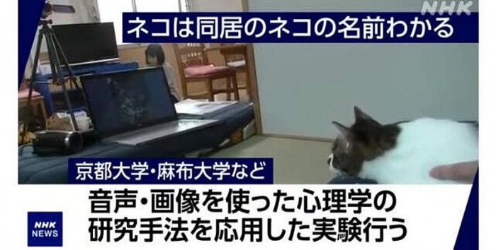日本新实验证明：猫听得懂别人的名字 只是不想搭理 - 1