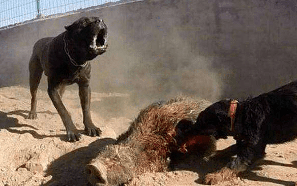 男子为测试野猪战斗力，放出凶猛比特犬，狗子却打不过野猪 - 2