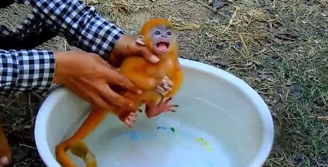 主人给小猴子洗澡，猴子以为溺水了，接下来它的举动让人笑喷！ - 1