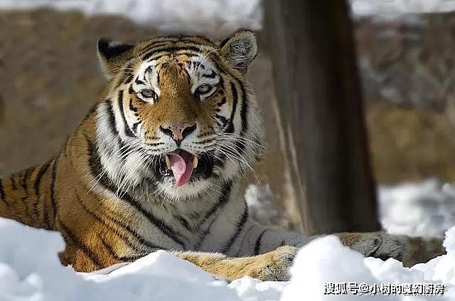 如果美洲虎和东北虎一样大，最强猫科动物会易主吗？ - 3