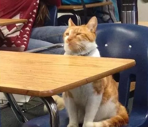 橘猫成学霸猫：我橘猫乞求有姓名，于是它拥有了一张学生证！ - 1
