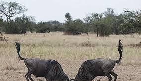 角马打架致马角缠绕，活着的一方被迫看着斑鬣狗一点点吃掉对方 - 4