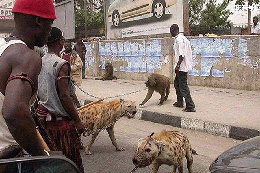 非洲人为啥不怕鬣狗？竟有这些手段，看完满满的心酸！ - 1