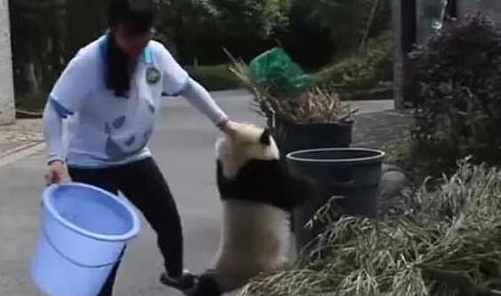 熊猫偷吃竹子被抓包，吓得腿软被拖走，网友：扼住命运的后脖颈！ - 3
