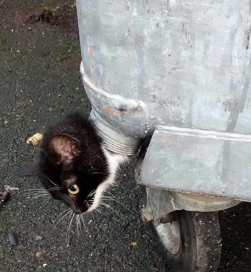 小猫头部被卡困在垃圾桶出水口，英国消防员协力救助小家伙 - 1