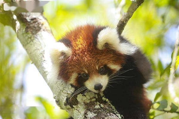萌化了！云南太阳河国家森林公园首次成功繁育野外诞生小熊猫 - 2