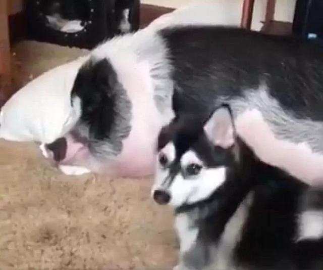 网友养了一只哈士奇和一只山猪，每次为了叫猪起床，二哈也是拼了 - 1