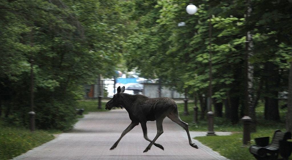 白俄罗斯明斯克麋鹿误闯公园横冲直撞最终被兽医制服送往动物园 - 3