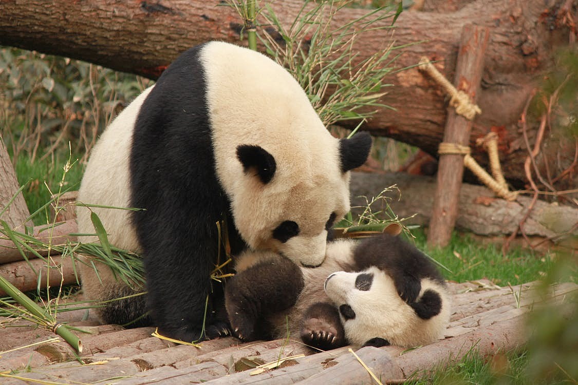 吃竹子都能胖？熊猫告诉你肥胖在于肠道微生物 - 5