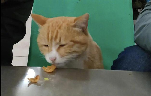 两位小伙在食堂里吃饭，1只橘猫突然挤了进来：不介意拼个桌吧？ - 3