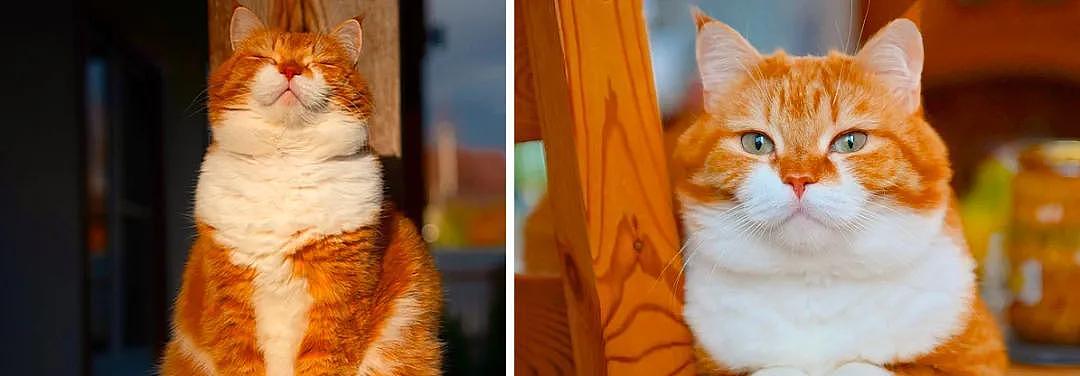 即使你阅猫无数，见到这只橘猫也会心动，真的太美了 - 1