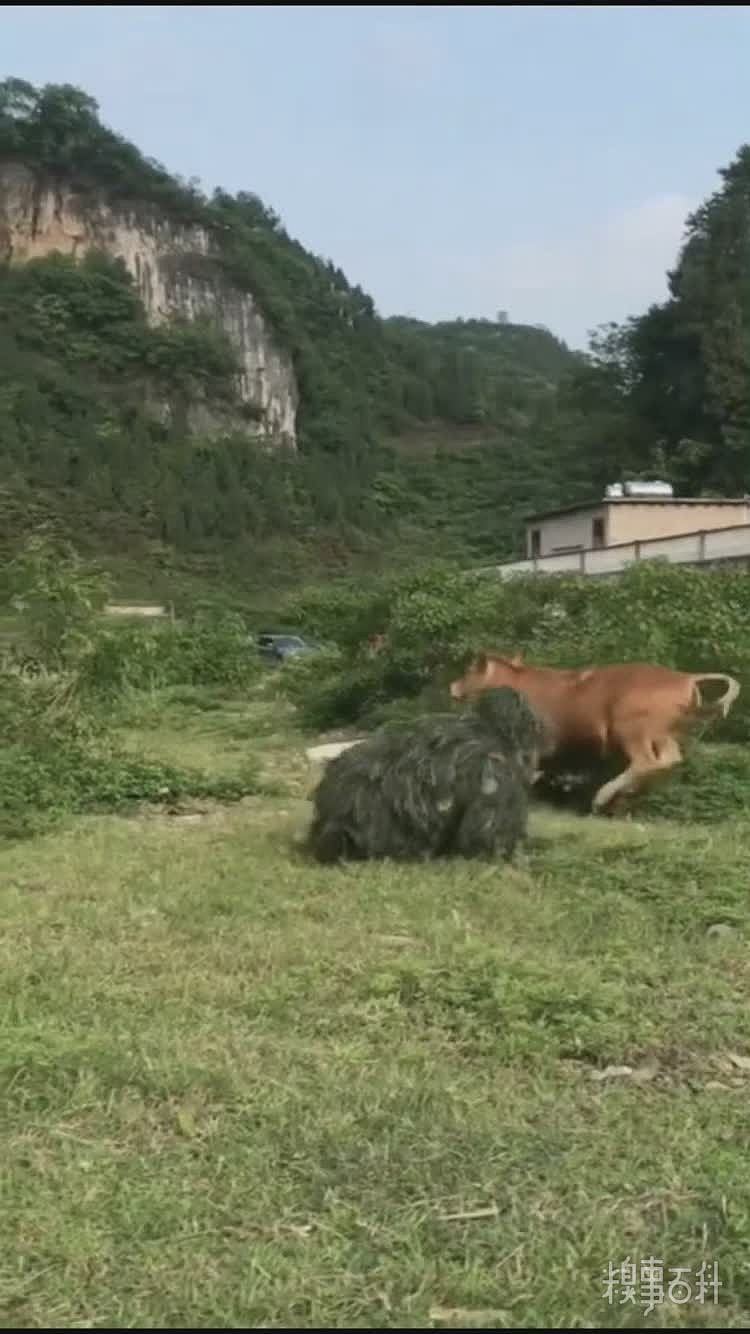 穿吉利服吓到了牛