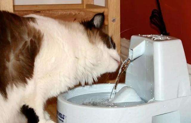 自从猫咪喝了“马桶水”，它就“上瘾了” - 6