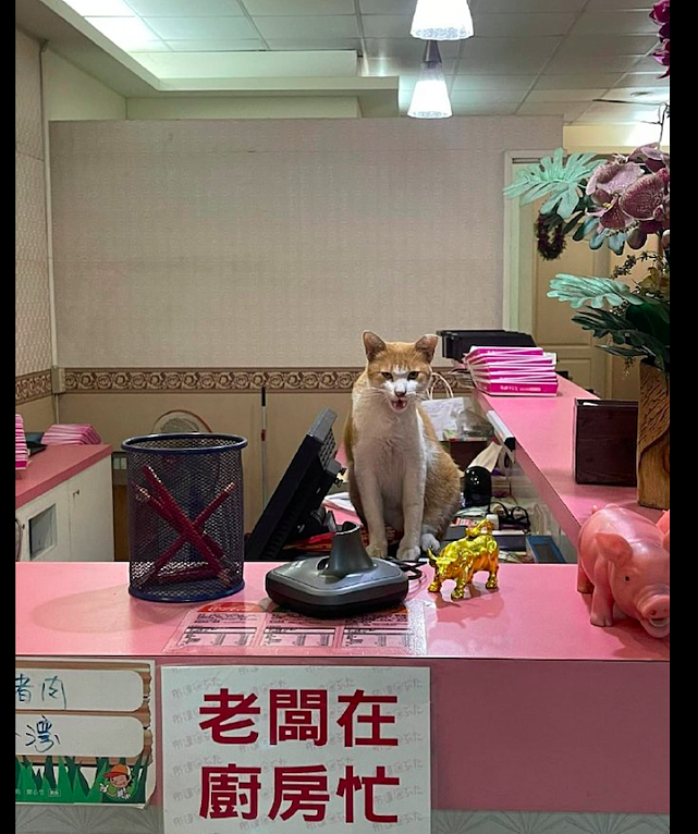 网友走近一家餐馆，在柜台上却站着一只猫咪在看店，猫：有事吗？ - 1