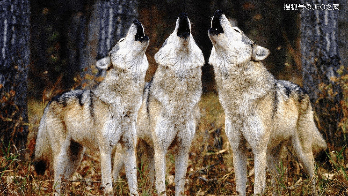大黄狗进入狼馆和公狼作伴，地位比狼还高，前狼王经常挨饿 - 6