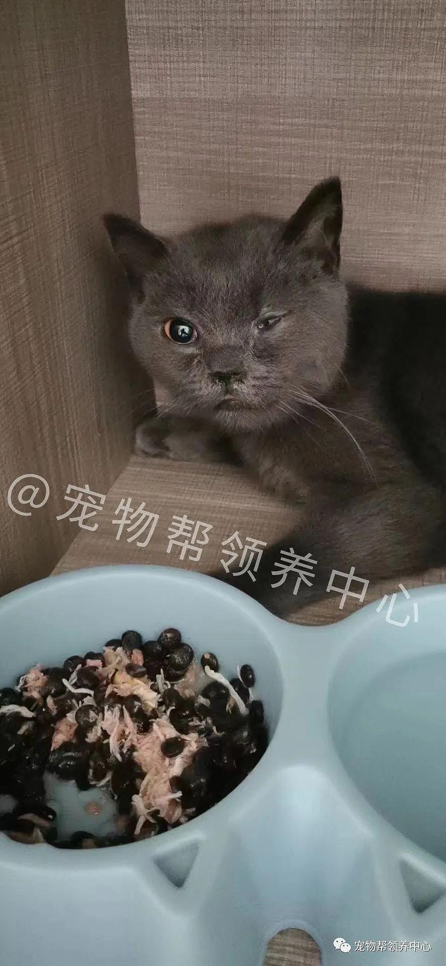 蓝猫被丢弃，无助趴在猫窝一天一夜，被救后看到它的状态惊了！ - 7