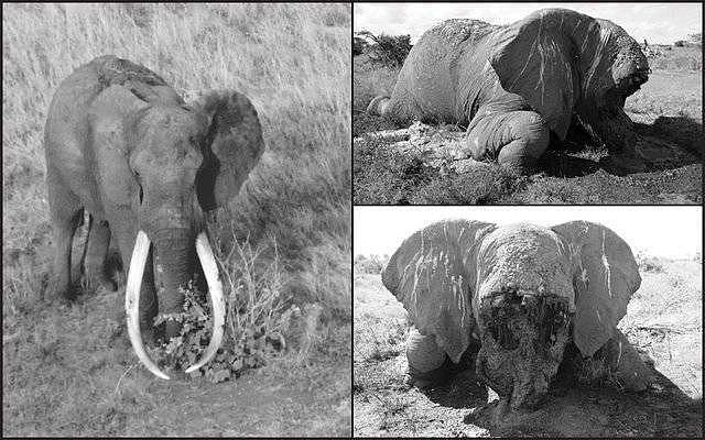 曾经有只大公象，象牙长到能搁在地上……直到盗猎者发现了它 - 4