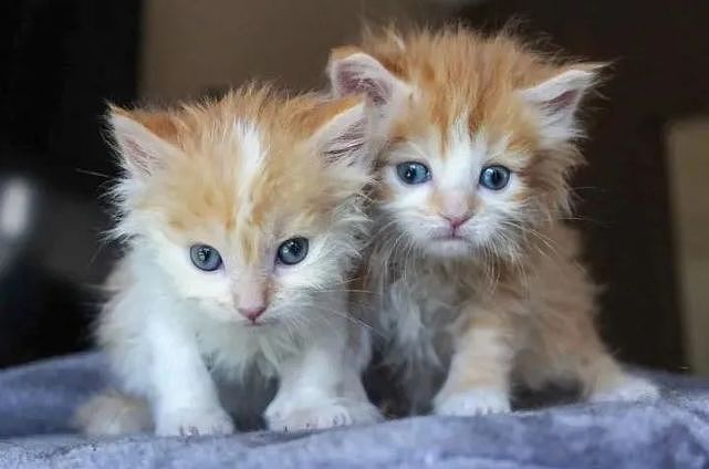 猫趣｜相隔数天出生的猫咪姐弟，在救助中心重逢，彼此守护不愿分离 - 1
