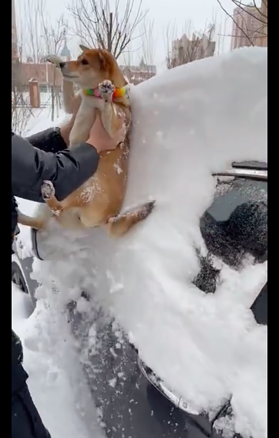 主人没带铲雪工具，直接抱起狗来擦车上的雪，养狗千日用狗一时啊 - 2
