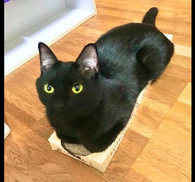 网友买了一个很小的纸盒子，猫咪还要趴在上面休息，真是执着啊！ - 2