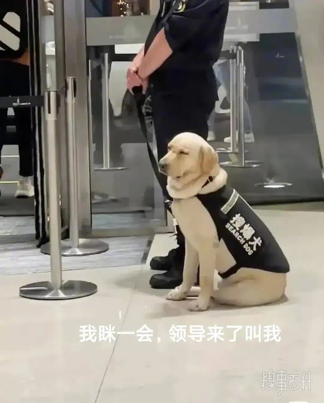 上海地铁网红警犬，委