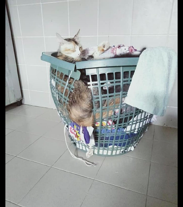 洗衣篮都烂了，猫咪还待在里面不出来，猫：不嫌筐破，越破越喜欢 - 1