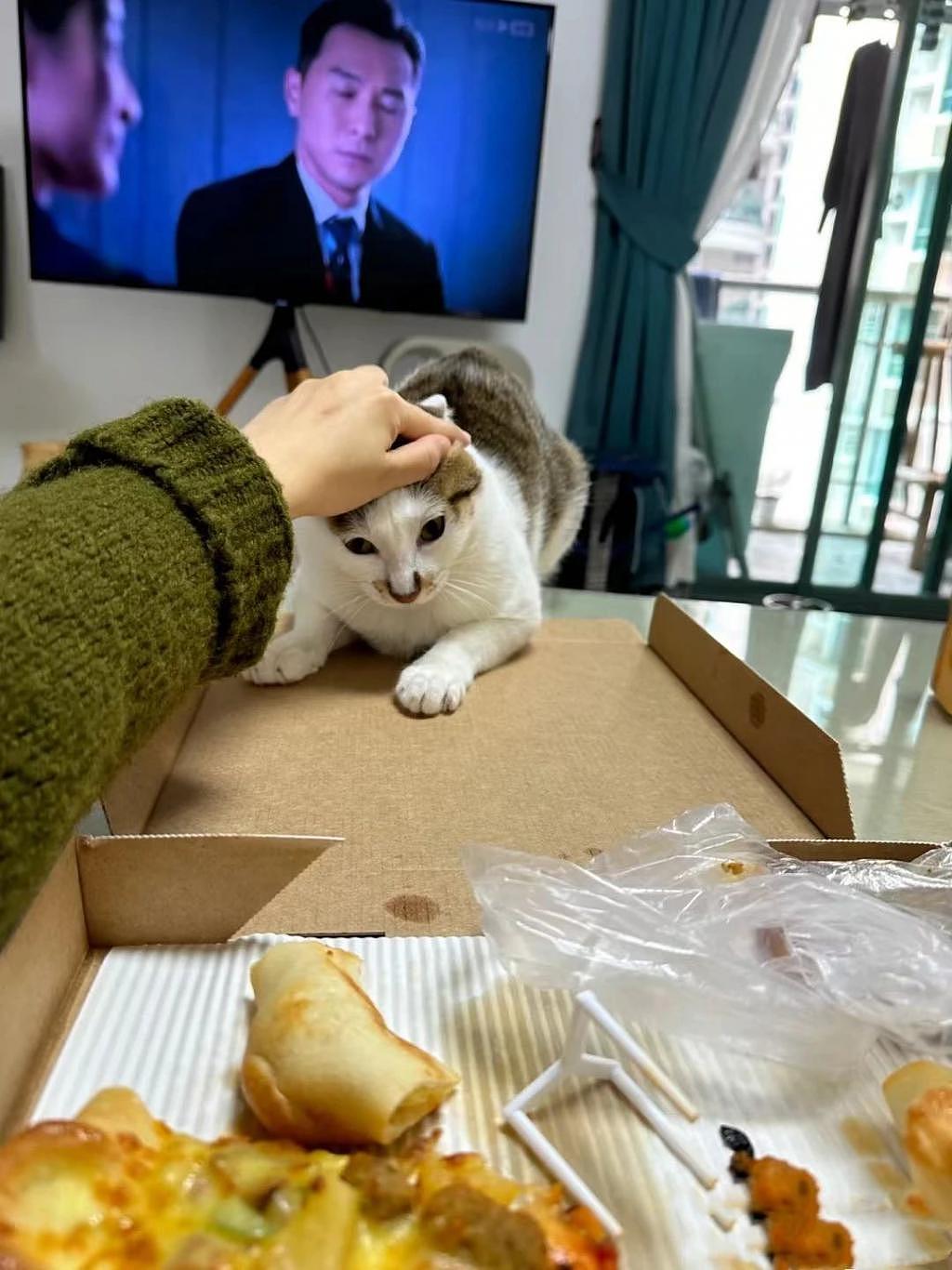 猫咪为了吃到食物到底有多拼？直到 ... 它学会了掩耳盗铃！ - 4