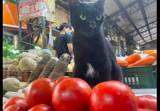 猫咪帮主人卖西红柿，没人买还很不高兴：快来买呀，免费撸猫咯！ - 1