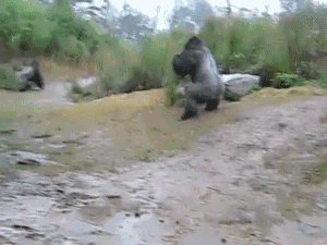 这只大猩猩躲雨的样子
