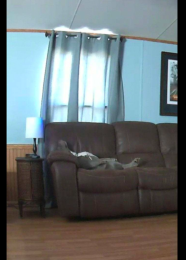 当主人去上班后，狗狗面朝上躺在沙发上睡觉，狗：终于可以不装了 - 2