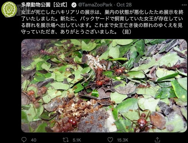 一场蚂蚁灭绝的展览，让日本人看到了“少子化”的未来 - 25