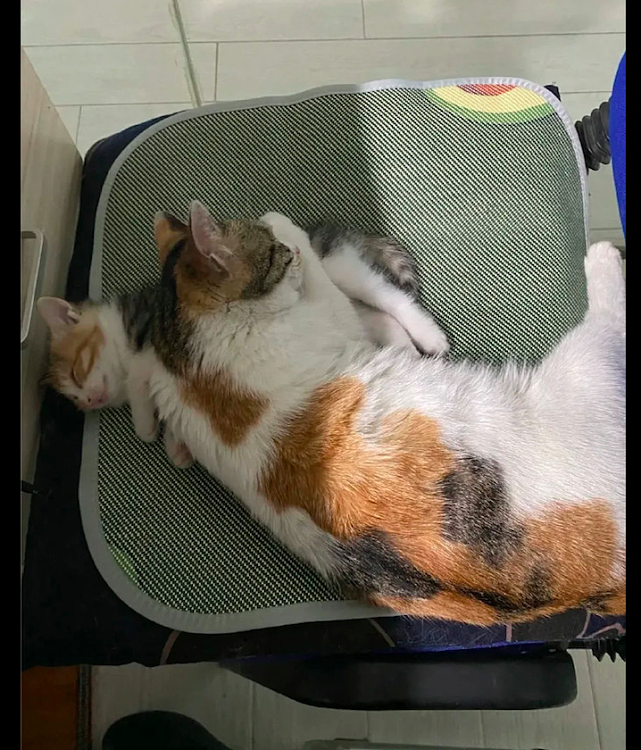 猫妈妈看到小猫在板凳上睡觉，直接把它当成了枕头，物尽其用？ - 2