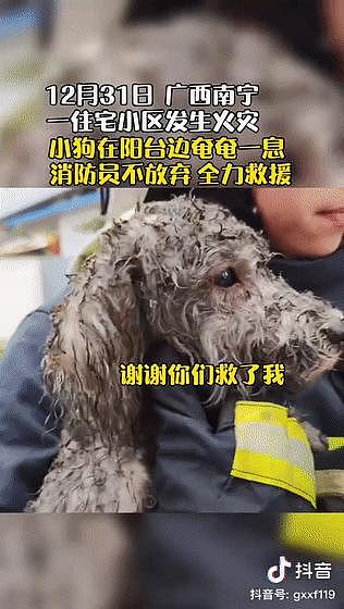 狗狗掉下山崖消防员冒险营救，而害狗狗被困险境的人，却一走了之了 . - 17