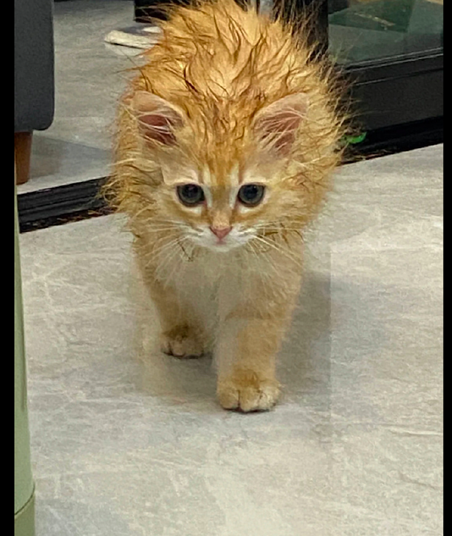猫咪洗完澡毛发还没吹干，就走着猫步出来了，有点狮子的影子啊！ - 1