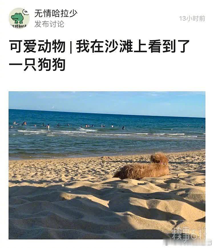 在沙滩上碰到一只狗狗