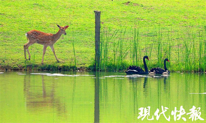 图集丨五一吸睛处！亲水“项链”上看长江大桥，燕雀湖畔看天鹅宝宝 - 7