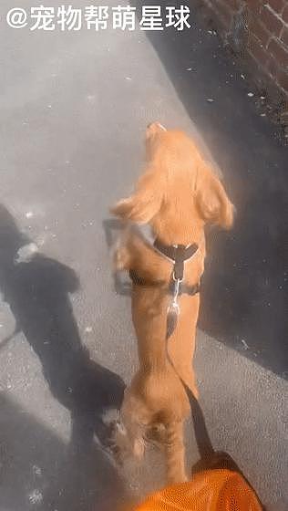 狗狗每天都蹦蹦跳跳在街上散步，这矫健的身姿，看起来太欢乐啦！ - 3