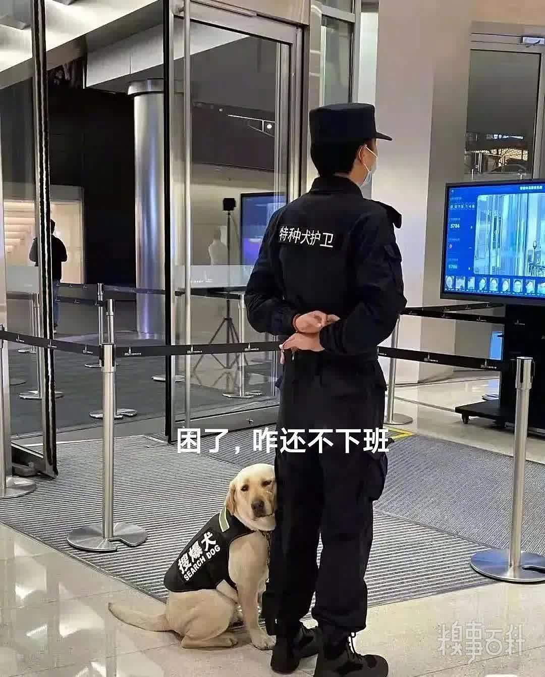 上海地铁网红警犬，委