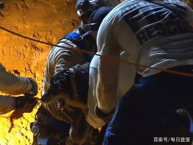 15岁狗狗走丢后，地下传出呜呜的声音，消防员挖地将其救出！ - 4