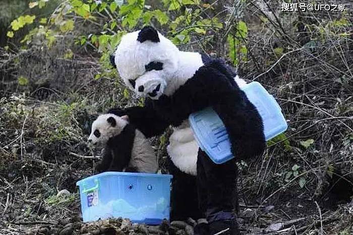 中国首创！已放生10只大熊猫，“母兽带崽”能恢复东北虎种群吗？ - 9