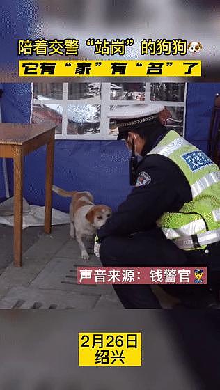 流浪狗风雨无阻陪交警站岗，2 年后终于获得“编制”，狗狗：努力是有回报的！ - 7