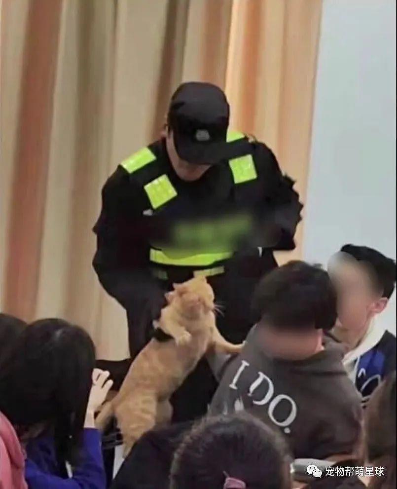 猫咪闯入大学课堂听课，结果被保安扼住了命运的后脖颈 ... - 2
