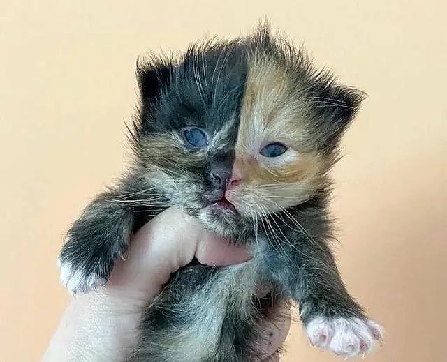 罕见阴阳脸猫咪，被当邪物遗弃，获救后幸运地拥有两个妈妈 - 1