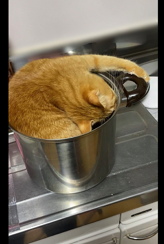 主人刚把炖锅拿出来，猫咪就拼命钻了进去，脑袋都翻了180度！ - 2