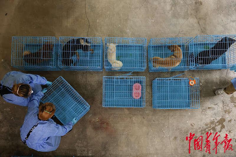 探访上海首个“动物方舱”：疫情下的温情与守护 - 14