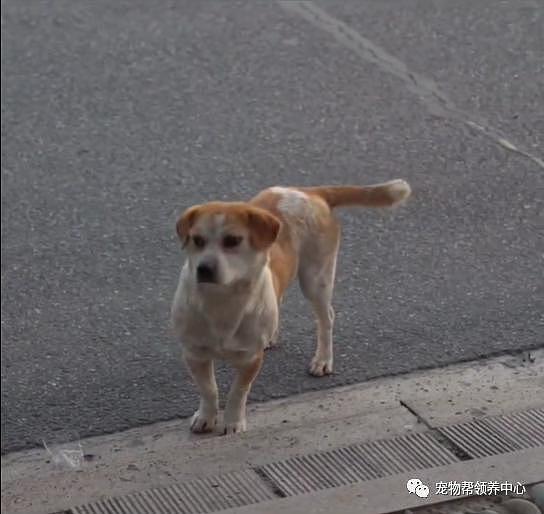 流浪狗风雨无阻陪交警站岗，2 年后终于获得“编制”，狗狗：努力是有回报的！ - 4