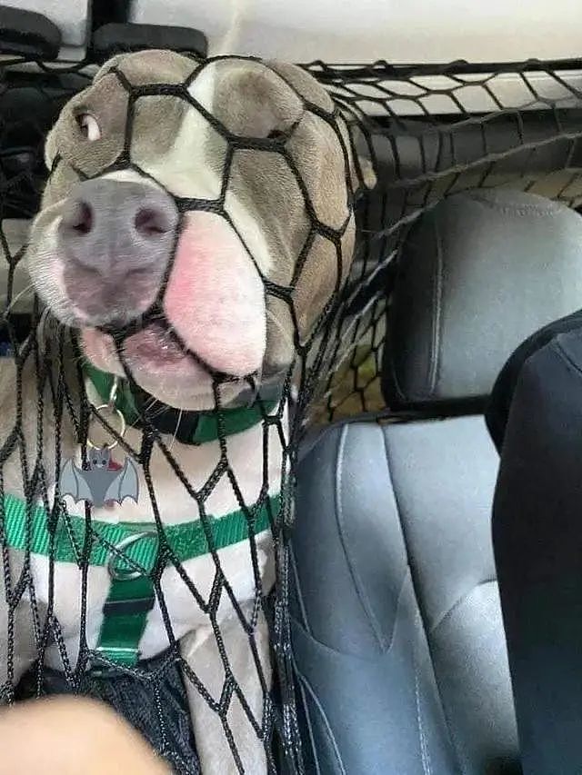 你以为在车上按个防护网就能拦住狗子？只能说太嫩了 - 2