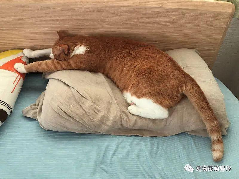 午休时间猫咪优先抢占床位，主人发愁：我的位置呢？ - 6
