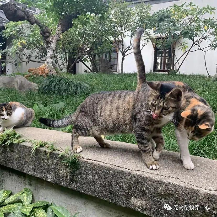 南京总统府曾征集流浪猫捕鼠，说它们是“镇府之宝”，如今却不管猫咪死活了？ - 7